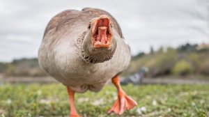http://www.collegehumor.com/post/7055920/12-people-share-their-most-terrifying-run-in-with-geese-seriously-its-fked-up